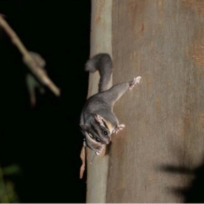 Gymnobelideus leadbeateri (Leadbeater’s Possum) at Powelltown, VIC - 24 Sep 2023 by MichaelBedingfield