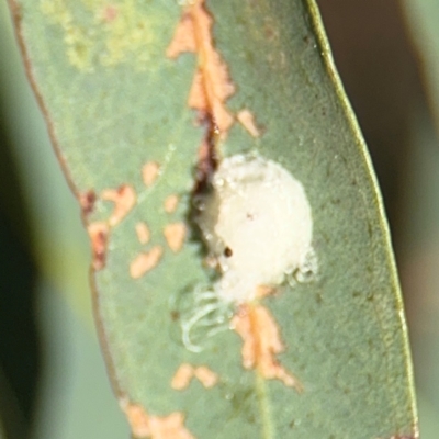 Glycaspis sp. (genus) (Unidentified sugary lerp) at Curtin, ACT - 26 Aug 2024 by Hejor1
