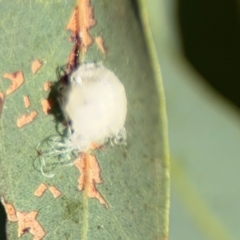 Glycaspis sp. (genus) at Curtin, ACT - 26 Aug 2024