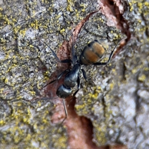 Camponotus aeneopilosus at Curtin, ACT - 26 Aug 2024