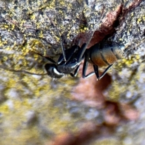 Camponotus aeneopilosus at Curtin, ACT - 26 Aug 2024