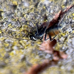 Camponotus aeneopilosus at Curtin, ACT - 26 Aug 2024