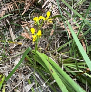 Diuris unica at Yuraygir, NSW - 27 Aug 2024