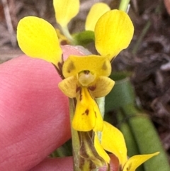 Diuris unica at Yuraygir, NSW - 27 Aug 2024