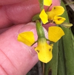 Diuris unica at Yuraygir, NSW - suppressed