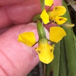 Diuris unica at Yuraygir, NSW - 27 Aug 2024