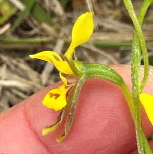 Diuris unica at Yuraygir, NSW - 27 Aug 2024