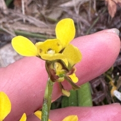 Diuris unica at Yuraygir, NSW - 27 Aug 2024