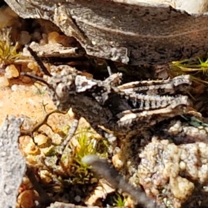 Acrididae sp. (family) at Goulburn, NSW - 27 Aug 2024