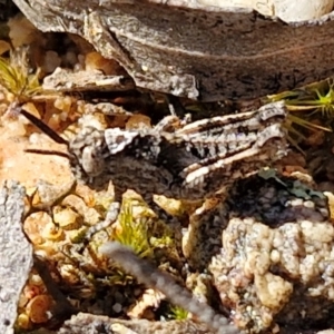 Acrididae sp. (family) at Goulburn, NSW - 27 Aug 2024