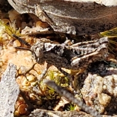 Acrididae sp. (family) at Goulburn, NSW - 27 Aug 2024