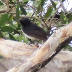 Rhipidura leucophrys (Willie Wagtail) at Yuraygir, NSW - 27 Aug 2024 by lbradley