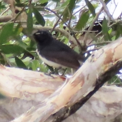 Rhipidura leucophrys (Willie Wagtail) at Yuraygir, NSW - 26 Aug 2024 by lbradley