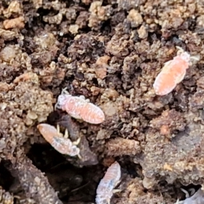 Poduromorpha sp. (order) (Plump Springtails) at Goulburn, NSW - 27 Aug 2024 by trevorpreston