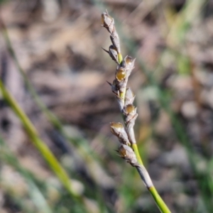 Lepidosperma laterale at Goulburn, NSW - 27 Aug 2024