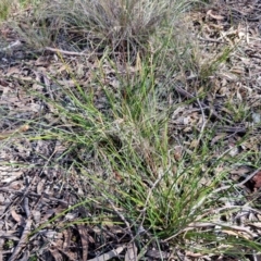 Lepidosperma laterale at Goulburn, NSW - 27 Aug 2024