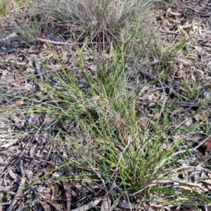 Lepidosperma laterale at Goulburn, NSW - 27 Aug 2024