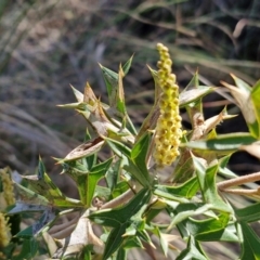 Grevillea ramosissima subsp. ramosissima (Fan Grevillea) at Goulburn, NSW - 27 Aug 2024 by trevorpreston