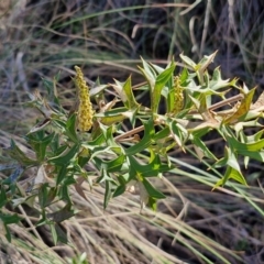 Grevillea ramosissima subsp. ramosissima at Goulburn, NSW - 27 Aug 2024