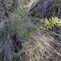 Grevillea ramosissima subsp. ramosissima at Goulburn, NSW - 27 Aug 2024 10:02 AM