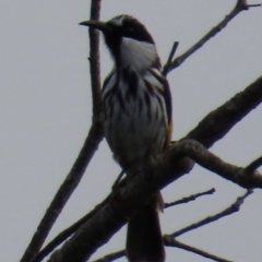 Phylidonyris niger (White-cheeked Honeyeater) at Yuraygir, NSW - 26 Aug 2024 by lbradley