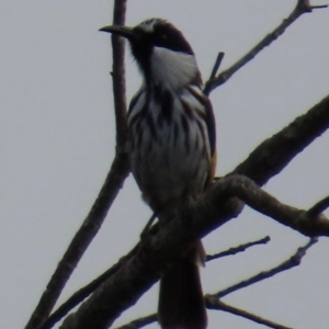 Phylidonyris niger at Yuraygir, NSW - 27 Aug 2024