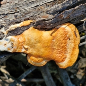 Trametes coccinea at Goulburn, NSW - 27 Aug 2024