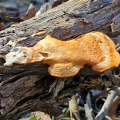 Trametes coccinea at Goulburn, NSW - 27 Aug 2024