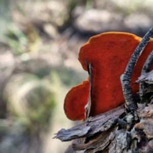 Trametes coccinea at Goulburn, NSW - 27 Aug 2024