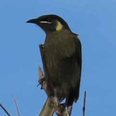 Meliphaga lewinii (Lewin's Honeyeater) at Yuraygir, NSW - 26 Aug 2024 by lbradley