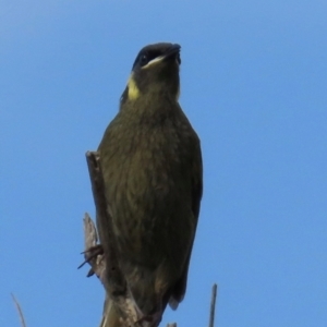 Meliphaga lewinii at Yuraygir, NSW - 27 Aug 2024 08:51 AM