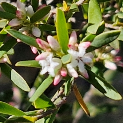 Leucopogon muticus (Blunt Beard-heath) at Goulburn, NSW - 27 Aug 2024 by trevorpreston