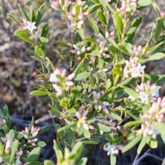 Styphelia mutica at Goulburn, NSW - 27 Aug 2024