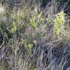 Styphelia mutica at Goulburn, NSW - 27 Aug 2024