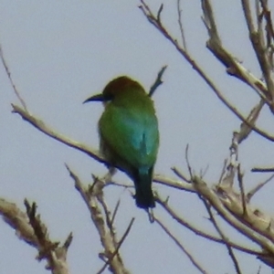 Merops ornatus at Yuraygir, NSW - 27 Aug 2024