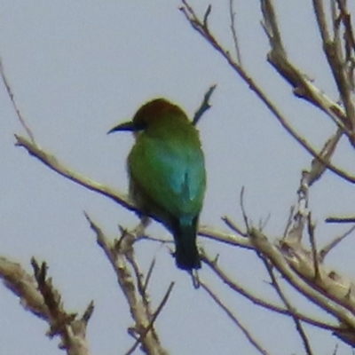 Merops ornatus (Rainbow Bee-eater) at Yuraygir, NSW - 27 Aug 2024 by lbradley