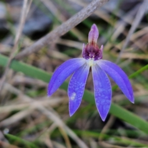 Cyanicula caerulea at Goulburn, NSW - 27 Aug 2024