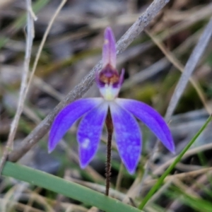 Cyanicula caerulea at Goulburn, NSW - 27 Aug 2024