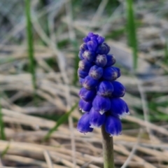 Muscari armeniacum (Grape Hyacinth) at Goulburn, NSW - 27 Aug 2024 by trevorpreston