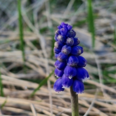 Muscari armeniacum (Grape Hyacinth) at Goulburn, NSW - 26 Aug 2024 by trevorpreston