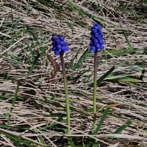 Muscari armeniacum at Goulburn, NSW - 27 Aug 2024 09:49 AM