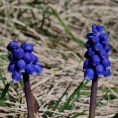 Muscari armeniacum at Goulburn, NSW - 27 Aug 2024 09:49 AM