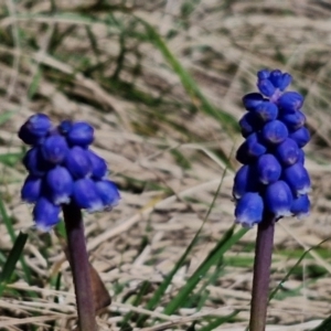 Muscari armeniacum at Goulburn, NSW - 27 Aug 2024