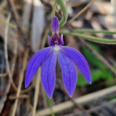 Cyanicula caerulea (Blue Fingers, Blue Fairies) at Mount Gray Recreation Reserve, Goulburn - 27 Aug 2024 by trevorpreston