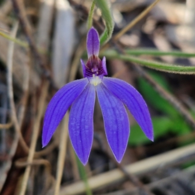 Cyanicula caerulea (Blue Fingers, Blue Fairies) at Goulburn, NSW - 26 Aug 2024 by trevorpreston