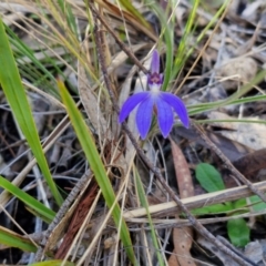 Cyanicula caerulea at Goulburn, NSW - suppressed