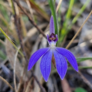 Cyanicula caerulea at Goulburn, NSW - suppressed