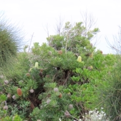 Banksia aemula (Wallum Banksia) at Yuraygir, NSW - 26 Aug 2024 by lbradley