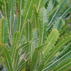 Banksia aemula at Yuraygir, NSW - 27 Aug 2024