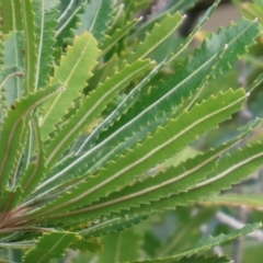 Banksia aemula at Yuraygir, NSW - 27 Aug 2024 09:02 AM